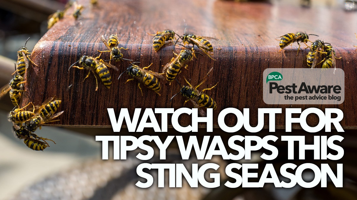 watch-out-for-drunk-wasps-pestaware-hero